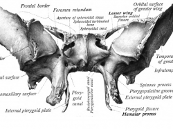 El hueso más bonito del cuerpo humano. El hueso esfenoidal del cráneo parece una mariposa.